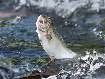 Fische aus nachhaltiger Zucht