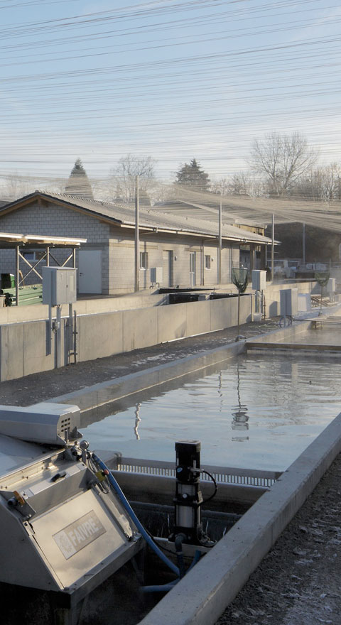 Nachhaltige Zucht der Rubigenhof Fischzucht